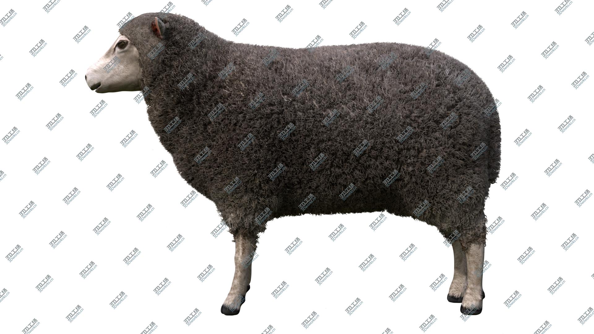 images/goods_img/202104091/Merino Sheep model/5.jpg